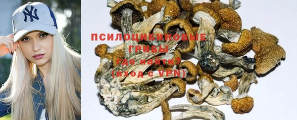 гашик Дмитров